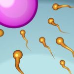 Spermatogeneza