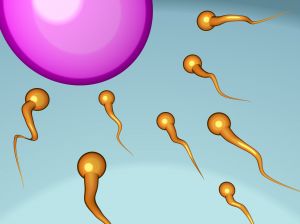 Spermatogeneza