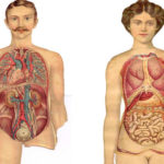 Anatomia kobiety