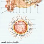 Anatomia kobiety