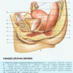 Anatomia kobiety