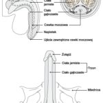 Budowa penisa
