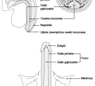 Budowa penisa
