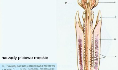 NARZĄDY PŁCIOWE MĘSKIE