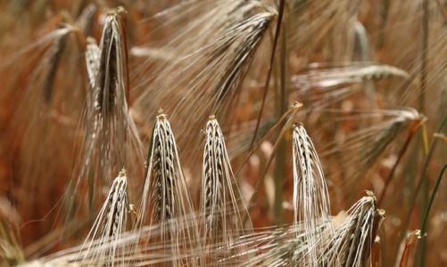 Czym jest gluten? Co Ty wiesz o glutenie?