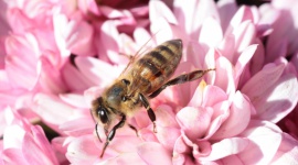 Alergia ? irracjonalna walka organizmu , LIFESTYLE - Wiosna kojarzy się z zielenią, pierwszymi promieniami słońca i budzącą się do życia przyrodą, jednak dla wielu z nas potrafi być prawdziwym koszmarem. Wysypka, zapalenie spojówek, katar... a może to alergia? Jak ją rozpoznać i jak zdiagnozować?