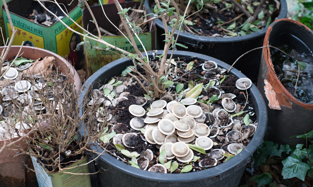 Drugie życie herbaty- herbaciany food waste ogrodowy