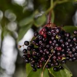 Czarny bez ? naturalny sposób na zdrowie