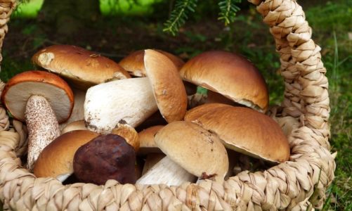 Borowik szlachetny (Boletus edulis)