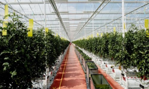 Nowoczesne spalarnie odpadów źródłem ?zielonej energii?