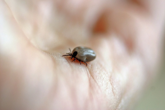 Na boreliozę chorujemy znacznie częściej, niż myślimy Zdrowie, LIFESTYLE - W tym roku możemy mieć do czynienia z rekordową liczbą zakażeń boreliozą z powodu wysypu kleszczy. Niestety wiele przypadków pozostaje niewykrytych, bo objawy są czasem nieoczywiste lub ignorowane przez zarażonych.
