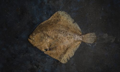 20 marca, obchodzony jako Międzynarodowy Dzień Bez Mięsa (Meatout Day) dlatego pora na: Turbot w roli głównej ? ryba, której się nie oprzesz